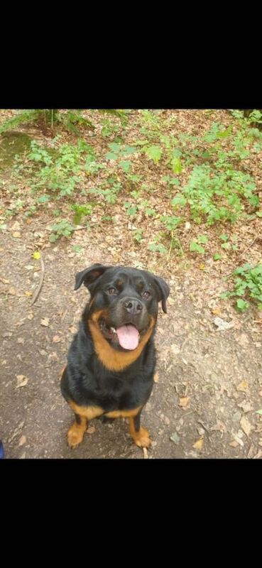 Rottweiler puppies - Image 3 of 5