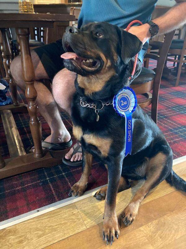 Rottweiler puppies - Image 4 of 5