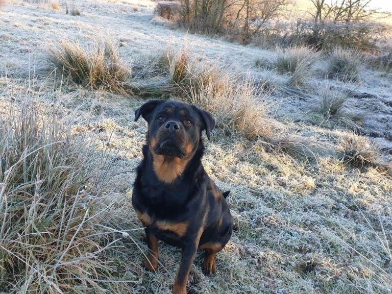 Rottweiler puppies - Image 5 of 5
