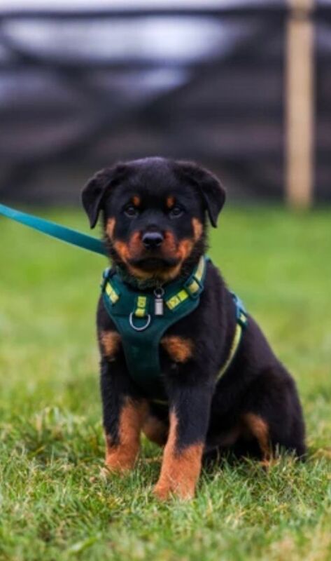 Rottweiler puppies for sale in Dundee – 3 months old