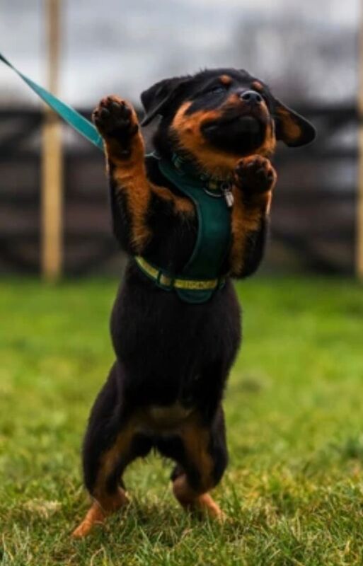 Rottweiler Puppies - Image 2 of 5