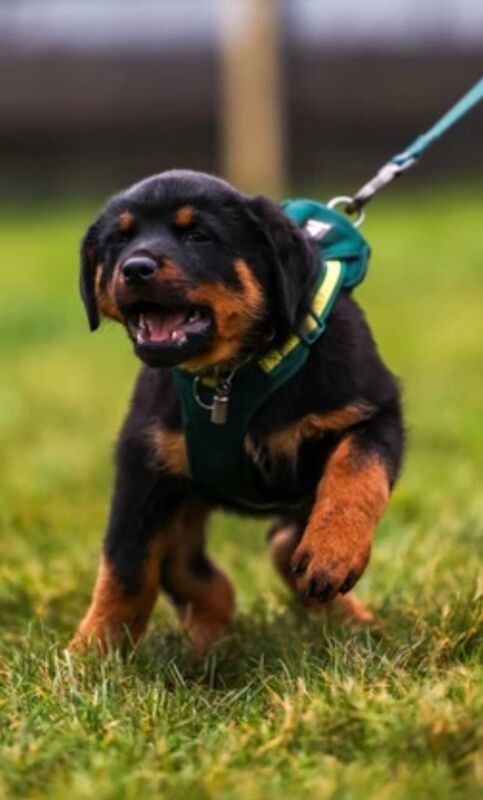 Rottweiler Puppies - Image 3 of 5