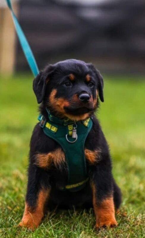 Rottweiler Puppies - Image 4 of 5