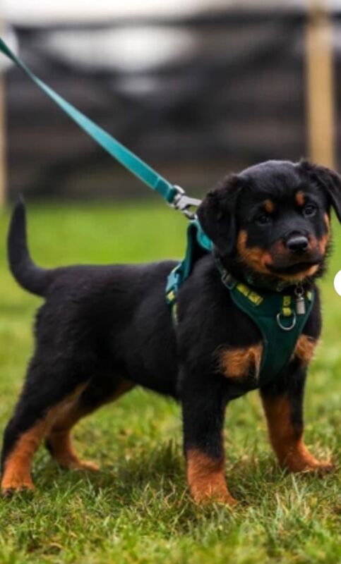 Rottweiler Puppies - Image 5 of 5