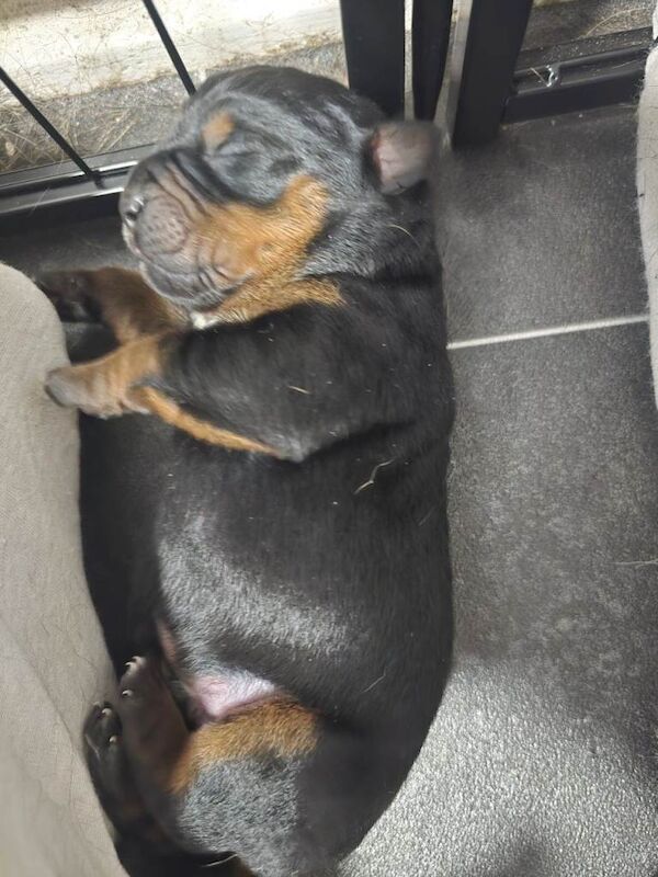 Rottweiler Puppies For Sale
