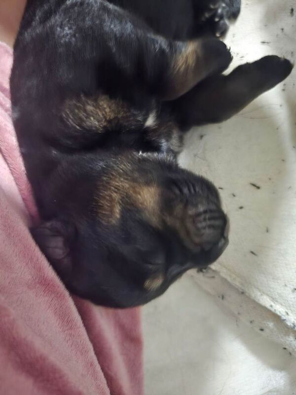 Rottweiler puppies - Image 2 of 5