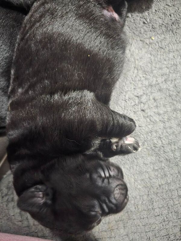 Rottweiler puppies - Image 3 of 5