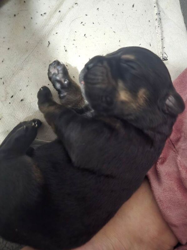 Rottweiler puppies - Image 4 of 5