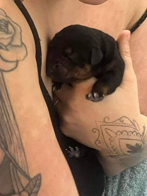 Rottweiler puppies - Image 5 of 5