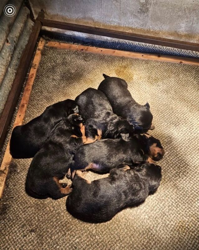 Rottweiler Puppies For Sale