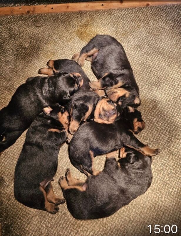 Rottweiler puppies - Image 2 of 6