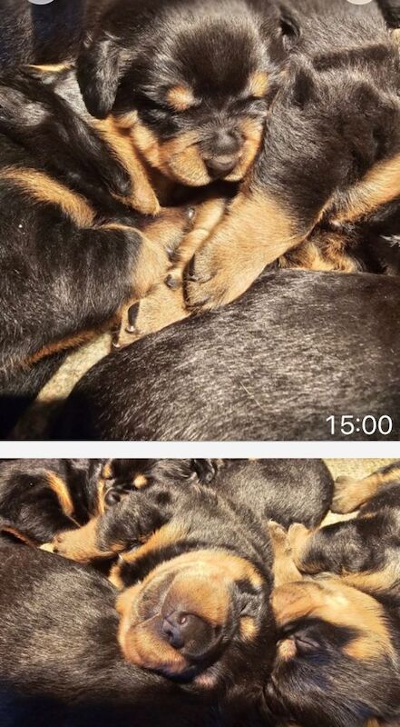 Rottweiler puppies - Image 3 of 6