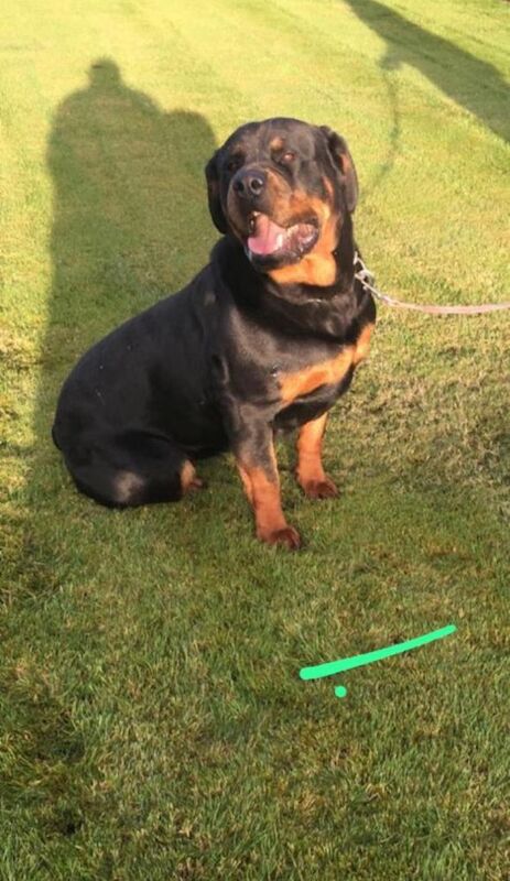 Rottweiler puppies - Image 4 of 6