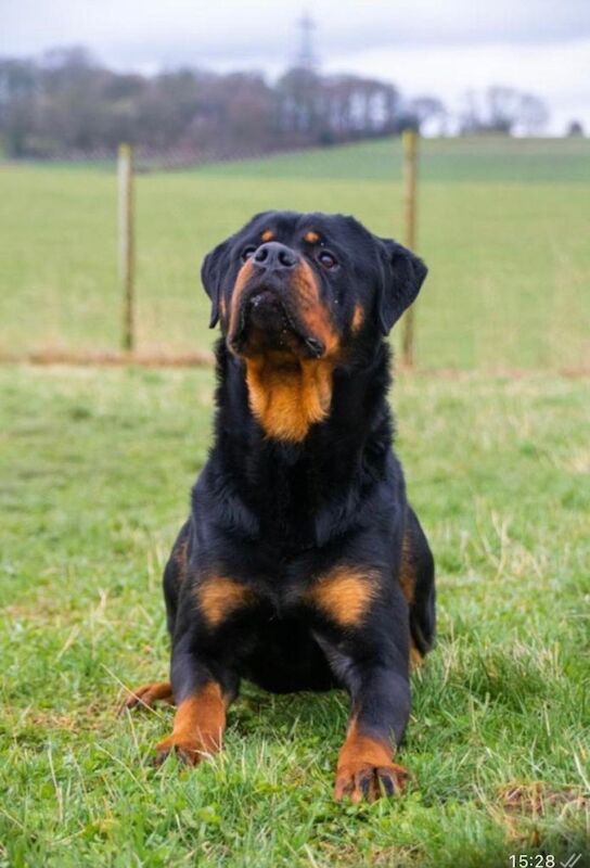 Rottweiler puppies - Image 5 of 6