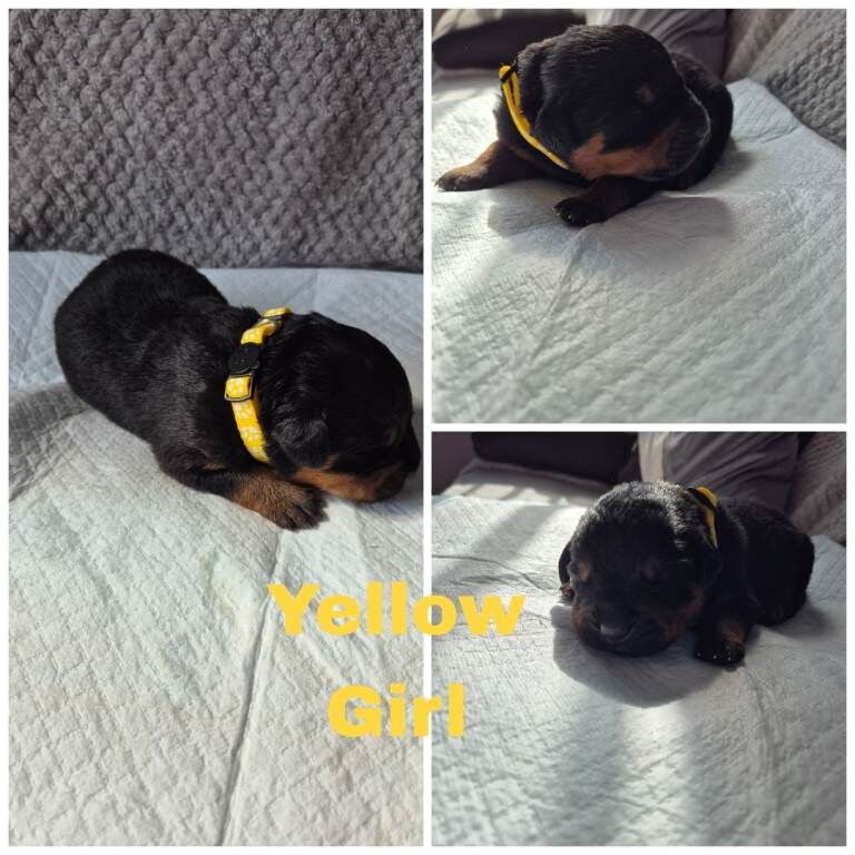 Rottweiler puppies - Image 2 of 3