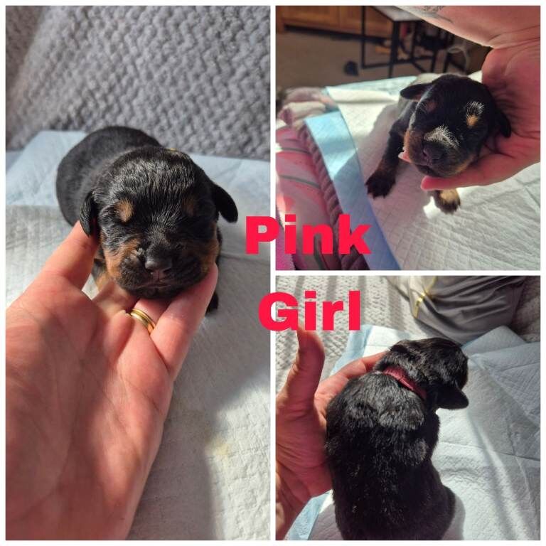 Rottweiler puppies - Image 3 of 3