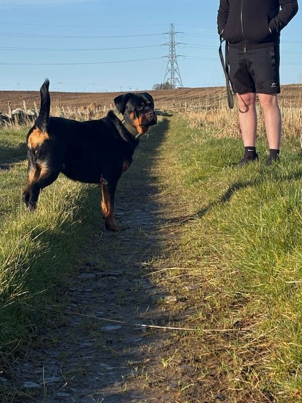 Rottweiler puppies - Image 2 of 5