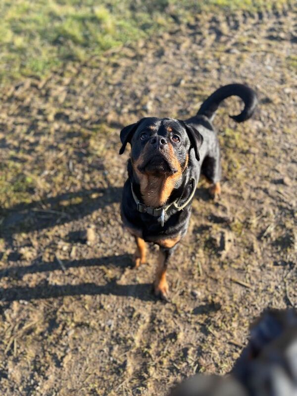 Rottweiler puppies - Image 3 of 5