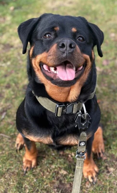 Rottweiler puppies - Image 5 of 5