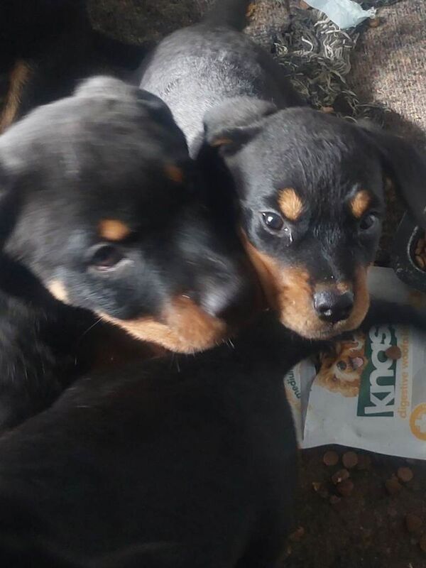 Rottweiler Puppies For Sale