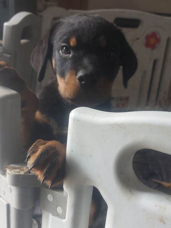 Rottweiler Puppies - Image 2 of 5