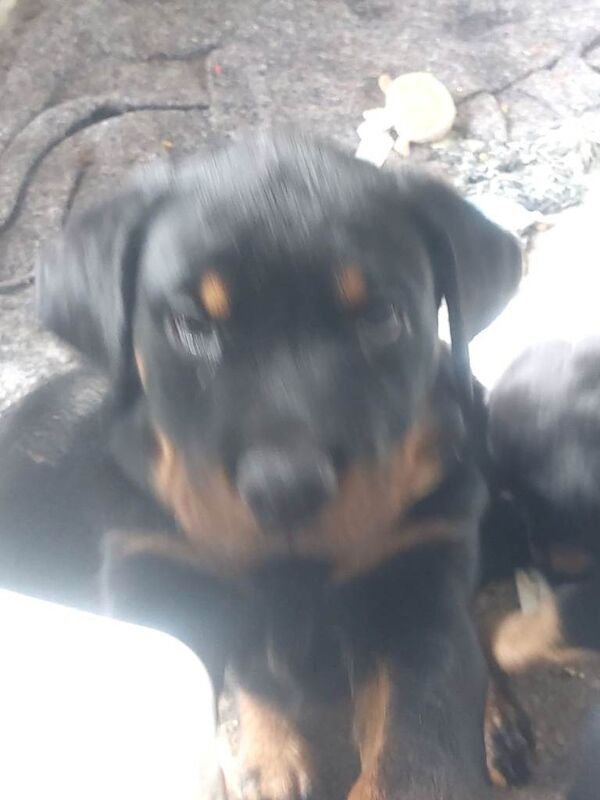 Rottweiler Puppies - Image 3 of 5