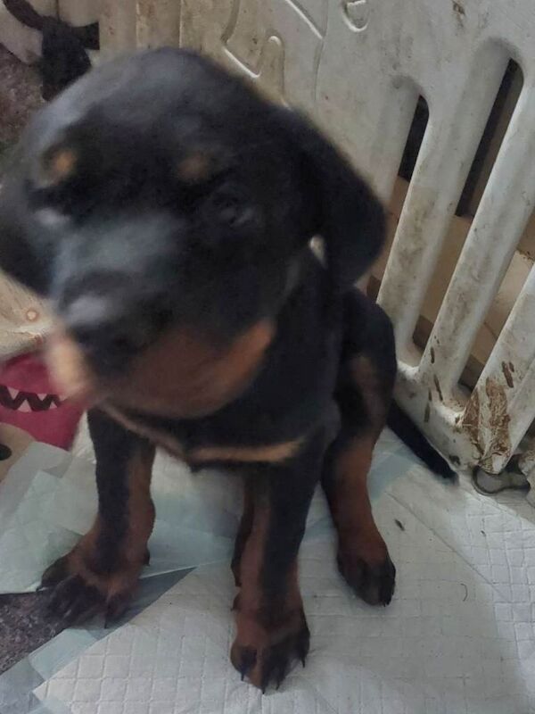 Rottweiler Puppies - Image 4 of 5