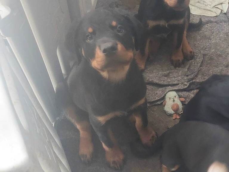 Rottweiler Puppies - Image 5 of 5