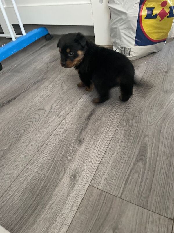 Rottweiler Puppies For Sale