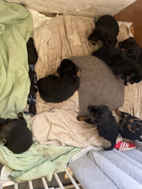 Rottweiler puppies - Image 3 of 5