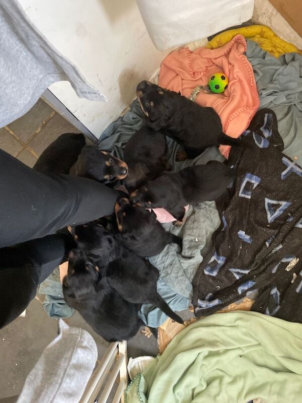 Rottweiler puppies - Image 4 of 5