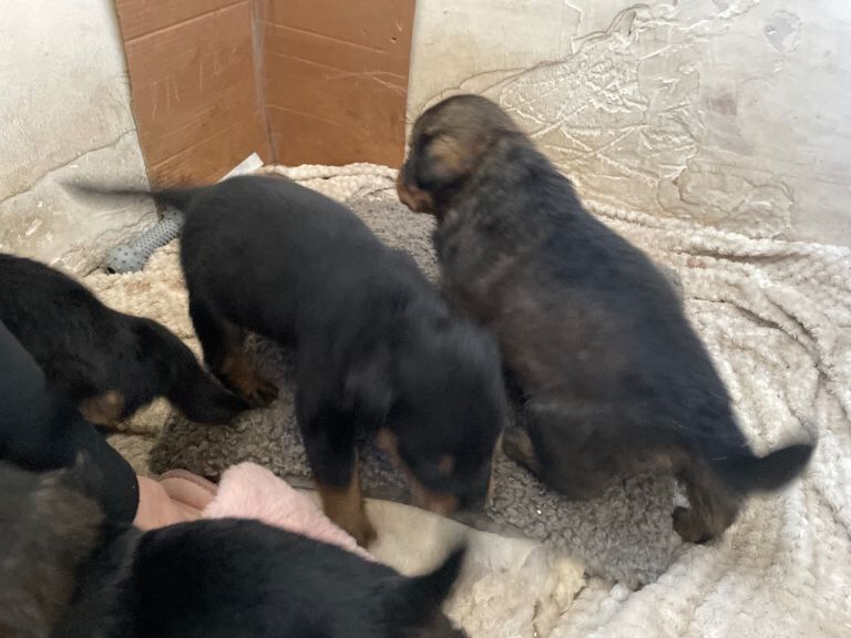 Rottweiler puppies - Image 5 of 5