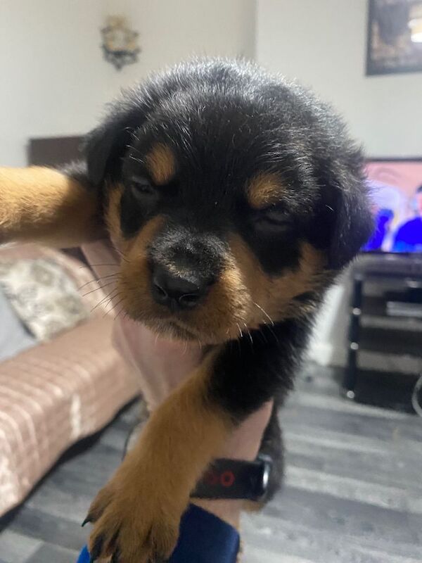 Rottweiler puppies