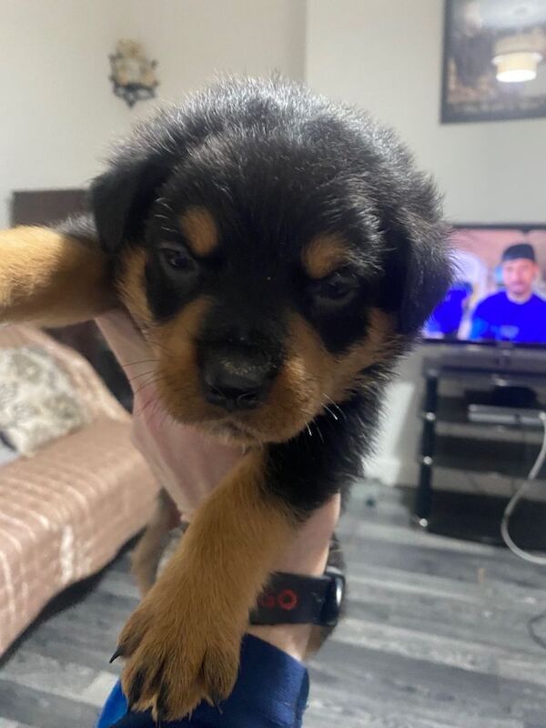 Rottweiler puppies - Image 2 of 6