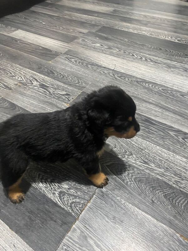 Rottweiler puppies - Image 3 of 6