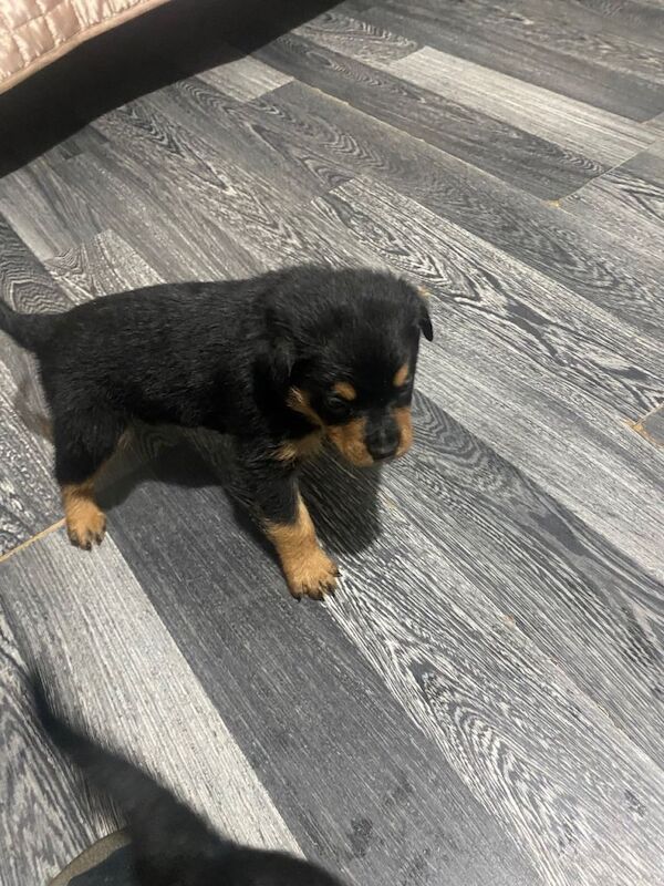 Rottweiler puppies - Image 4 of 6