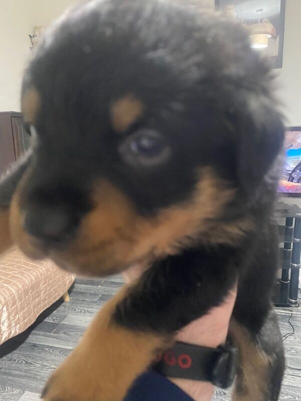 Rottweiler puppies - Image 5 of 6