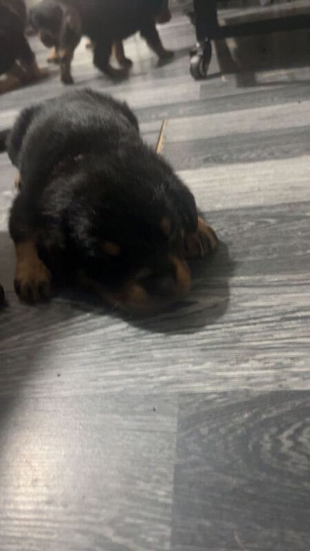Rottweiler puppies - Image 6 of 6