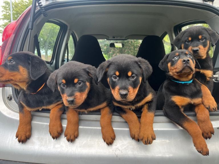 Rottweiler Puppies For Sale Under £1,000