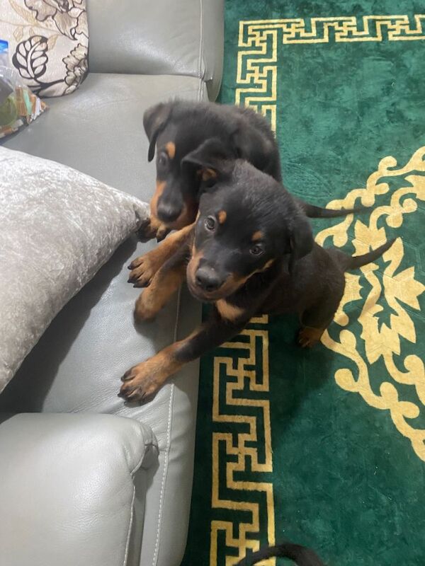 Rottweiler puppies - Image 2 of 5