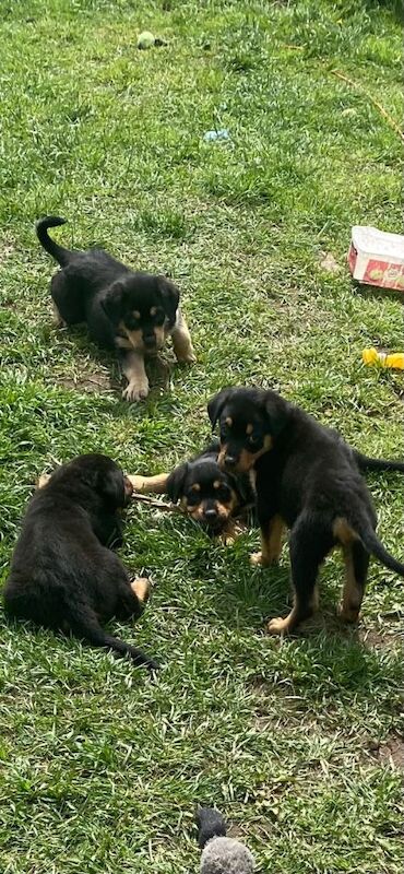Rottweiler puppies - Image 3 of 5