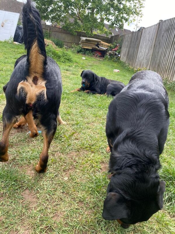 Rottweiler puppies - Image 4 of 5