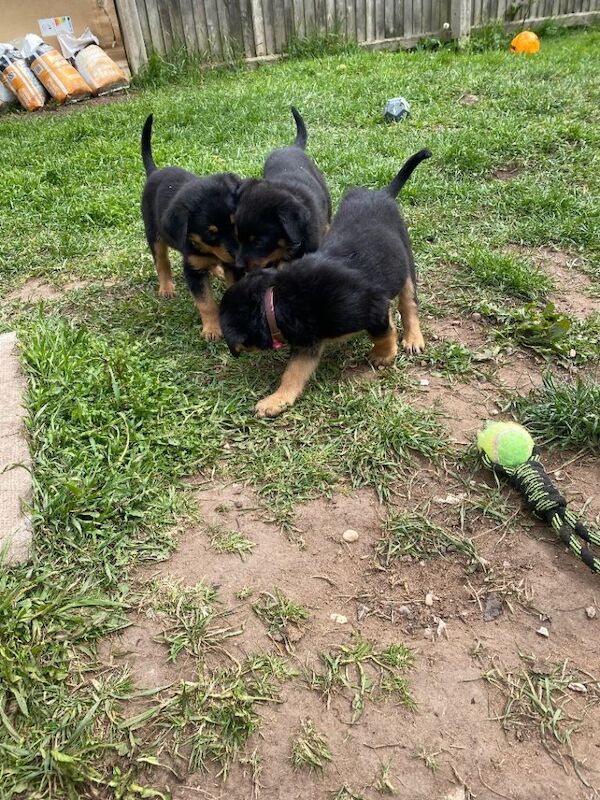 Rottweiler puppies - Image 5 of 5