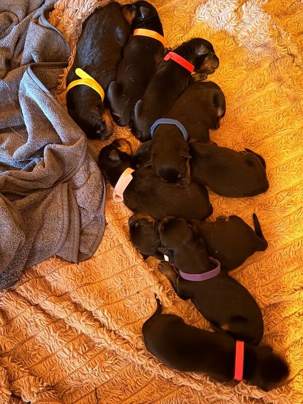 Rottweiler puppies