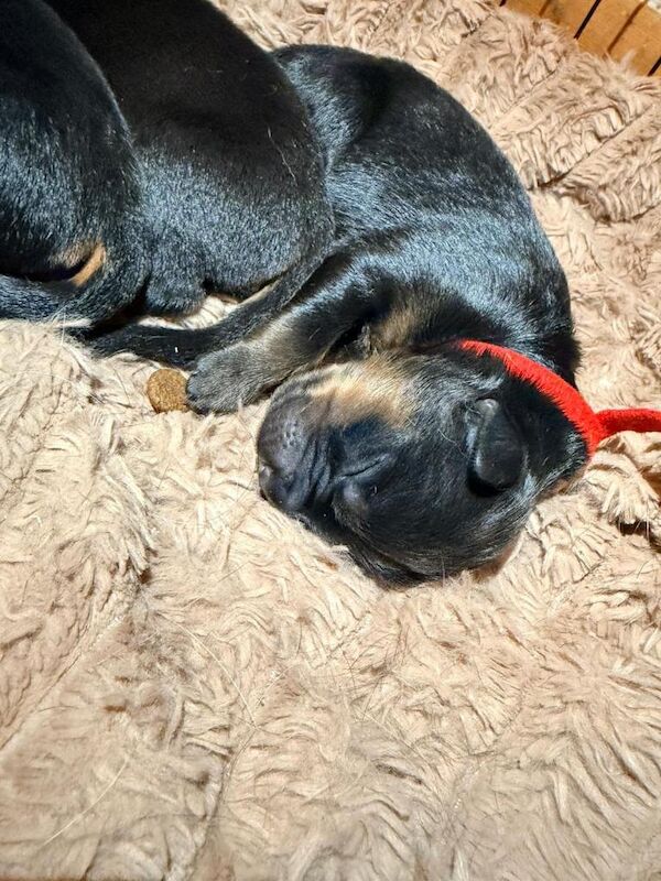 Rottweiler puppies - Image 2 of 3