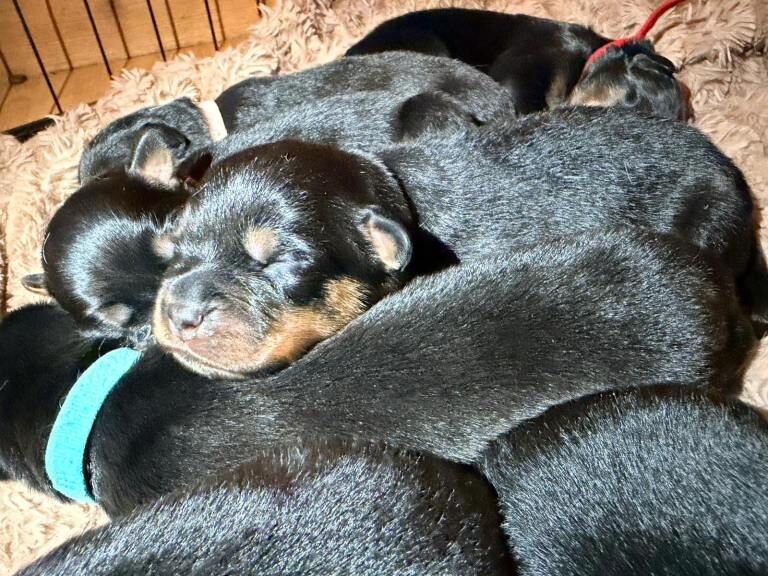 Rottweiler puppies - Image 3 of 3