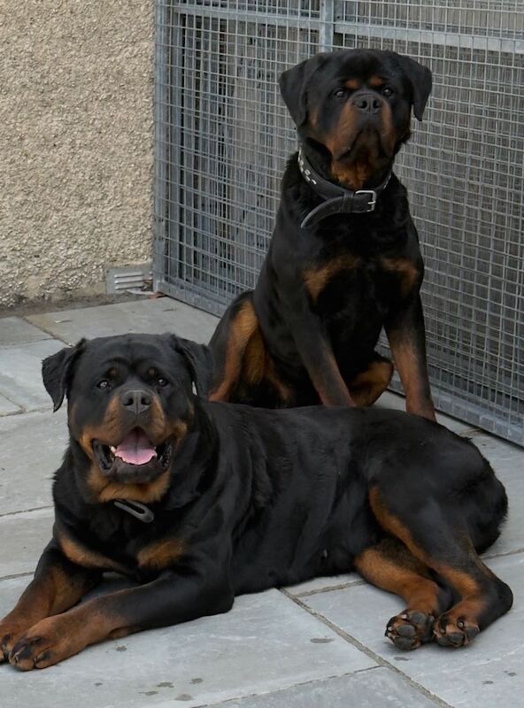 Rottweiler Puppies