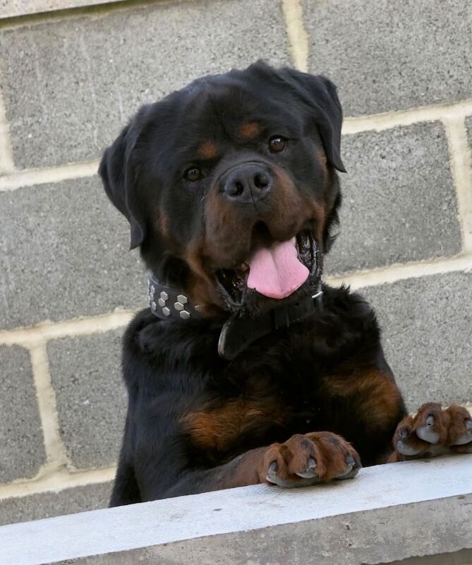 Rottweiler Puppies - Image 2 of 3