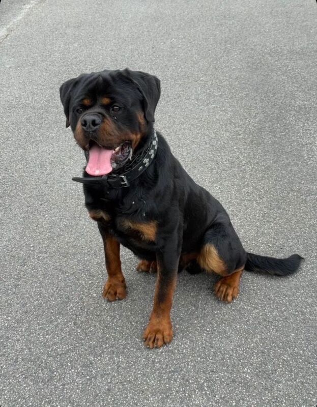 Rottweiler Puppies - Image 3 of 3
