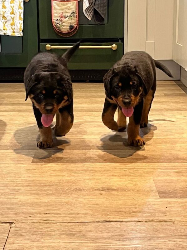 Rottweiler puppies - Image 2 of 3